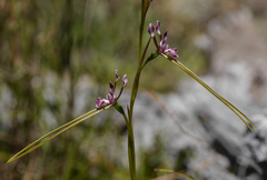 Diuris parvipetala