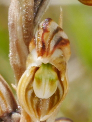 Pterostylis tristis