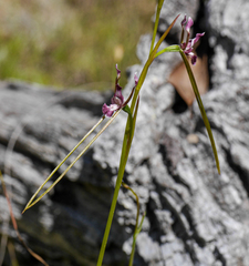Diuris parvipetala