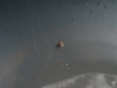 Polypedates megacephalus