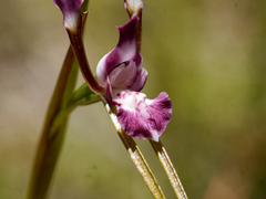 Diuris parvipetala