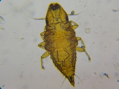 Ripiphoridae