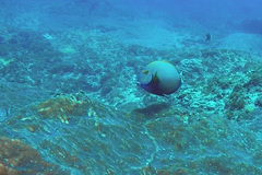 Acanthurus dussumieri