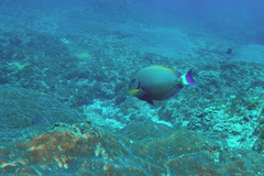 Acanthurus dussumieri