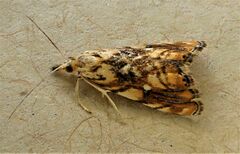 Glaucocharis selenaea