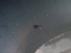 Polypedates megacephalus