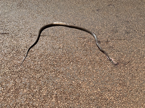 Coastal Taipan sighting