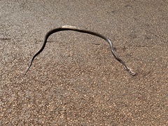 Oxyuranus scutellatus