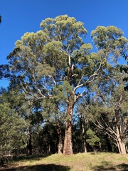 Eucalyptus melliodora