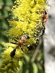 Pseudomyrmex gracilis
