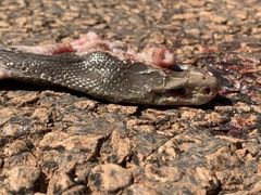 Oxyuranus scutellatus