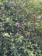 Adolphia californica