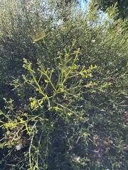 Adolphia californica