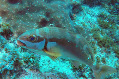 Chirodactylus brachydactylus