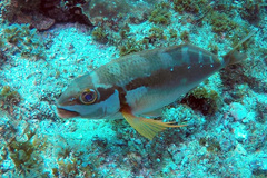 Chirodactylus brachydactylus