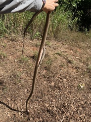 Oxyuranus scutellatus