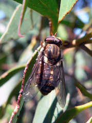 Scaptia patula