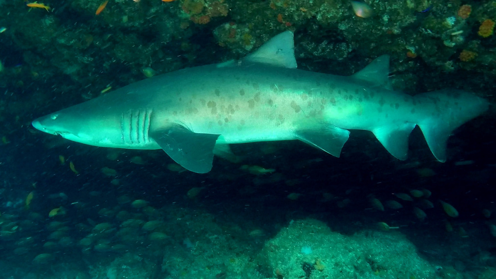 Spotted ragged-tooth shark with pale spots on its flank swimming past a reef wall at Aliwal Shoal, South Africa