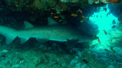 Carcharias taurus