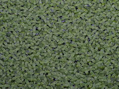 Lemna aequinoctialis