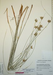 Juncus vaseyi