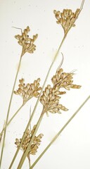 Juncus vaseyi