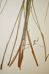 Juncus vaseyi