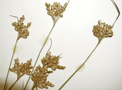 Juncus vaseyi