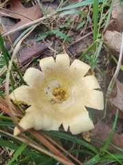 Scleroderma polyrhizum