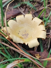 Scleroderma polyrhizum