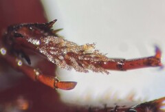 Ilybiosoma minnesotense