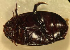 Ilybiosoma minnesotense