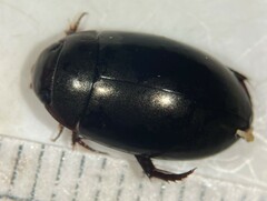 Ilybiosoma minnesotense