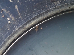 Polypedates megacephalus