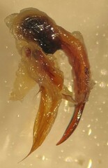 Ilybiosoma minnesotense