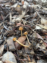 Conocybe