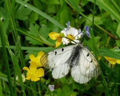 Parnassius mnemosyne