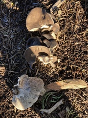 Entoloma ferruginans