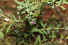 Comesperma hispidulum