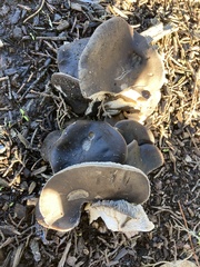 Entoloma ferruginans