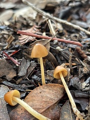 Conocybe