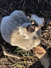 Entoloma ferruginans