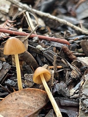 Conocybe