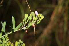 Comesperma hispidulum