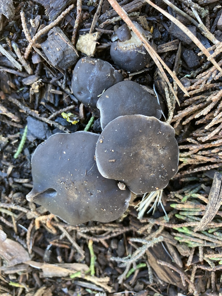 Bleachy Bleachy Entoloma from Golden Gate Park, San Francisco, CA, US on ...
