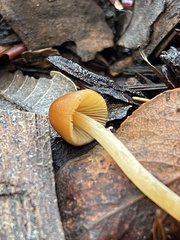 Conocybe