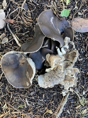 Entoloma ferruginans