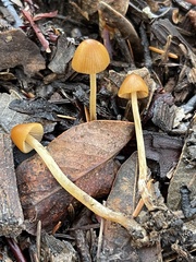 Conocybe