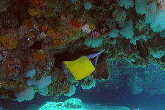 Forcipiger flavissimus