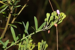 Comesperma hispidulum